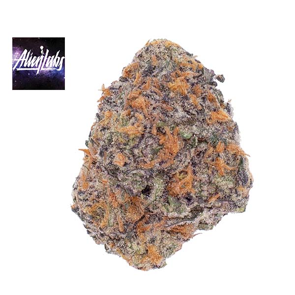 Alien Labs — Dark Web