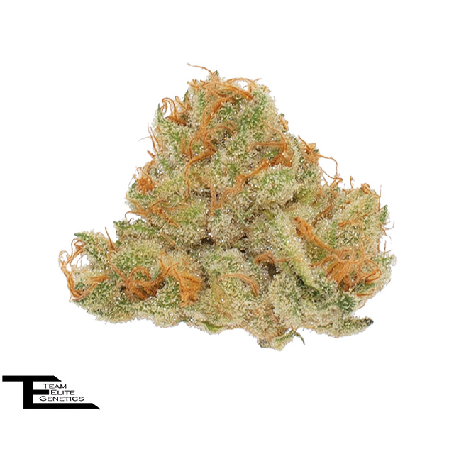 Nova Cane - 3.5 g