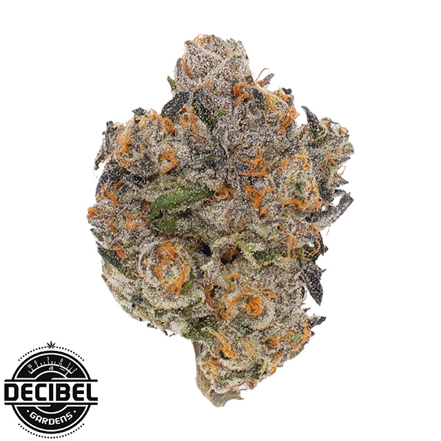 Decibel Gardens — C-note