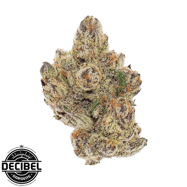 Decibel Gardens: Alien Orange