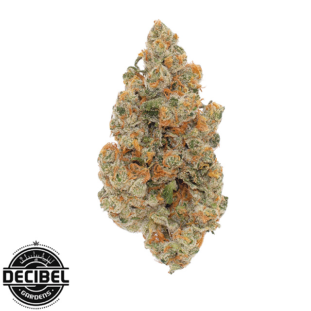 Decibel Gardens — Miyazaki Mango
