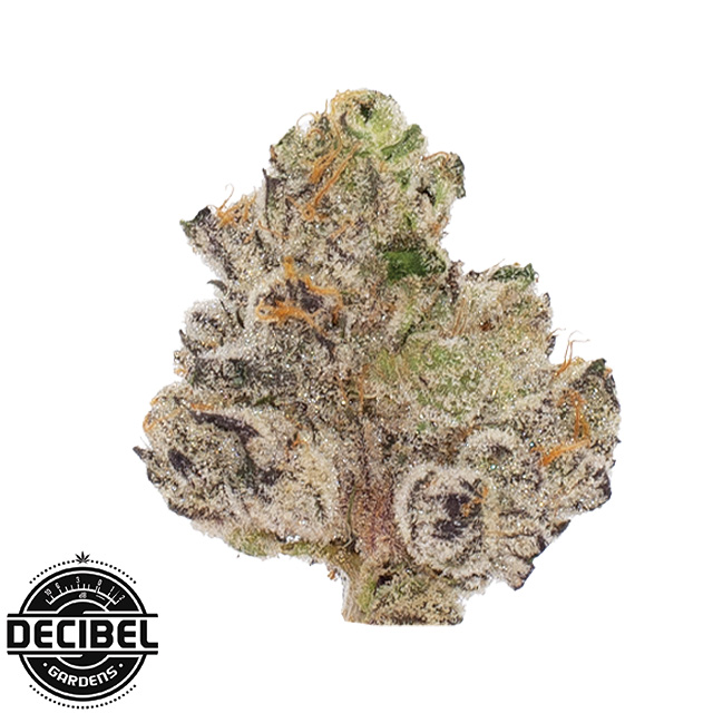 Decibel Gardens — Benjamins In Space
