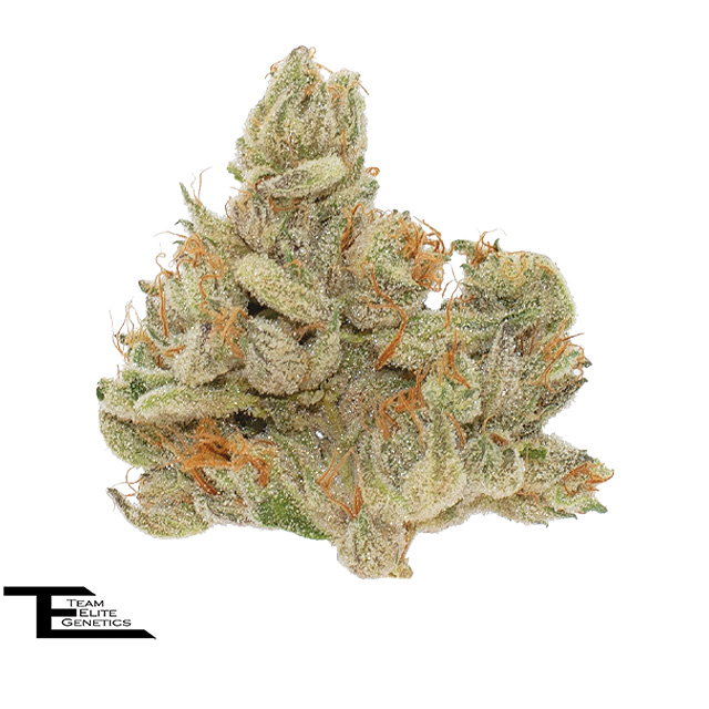 Team Elite Genetics: Dump Truck