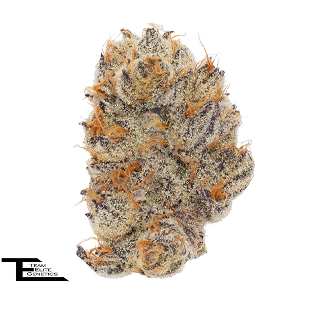 Team Elite Genetics: Styrofoam Cup
