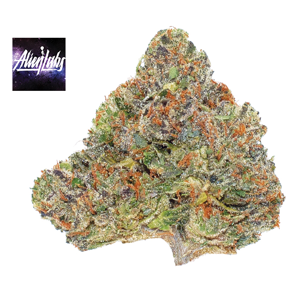 AREA 41 3.5G