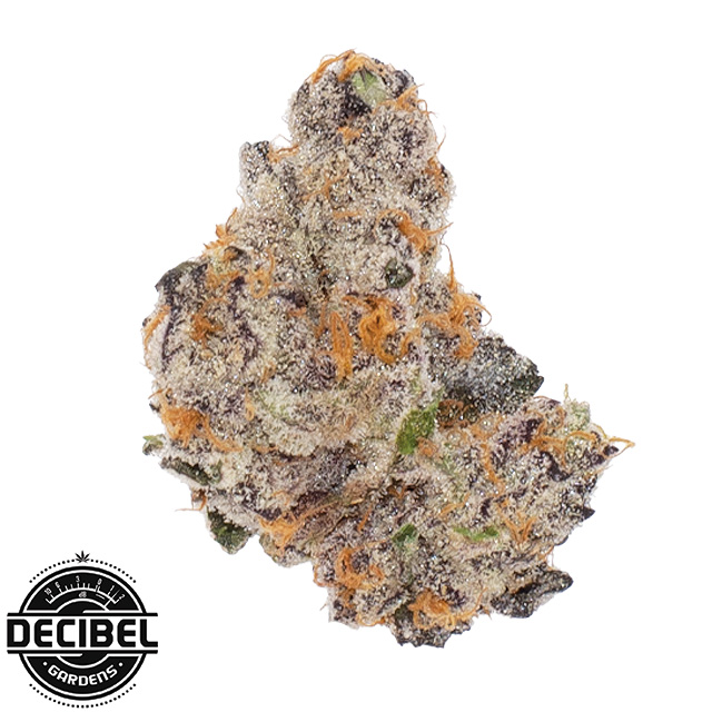 Decibel Gardens — Roswell 47