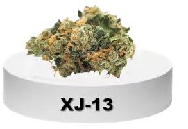 XJ-13 1G PR