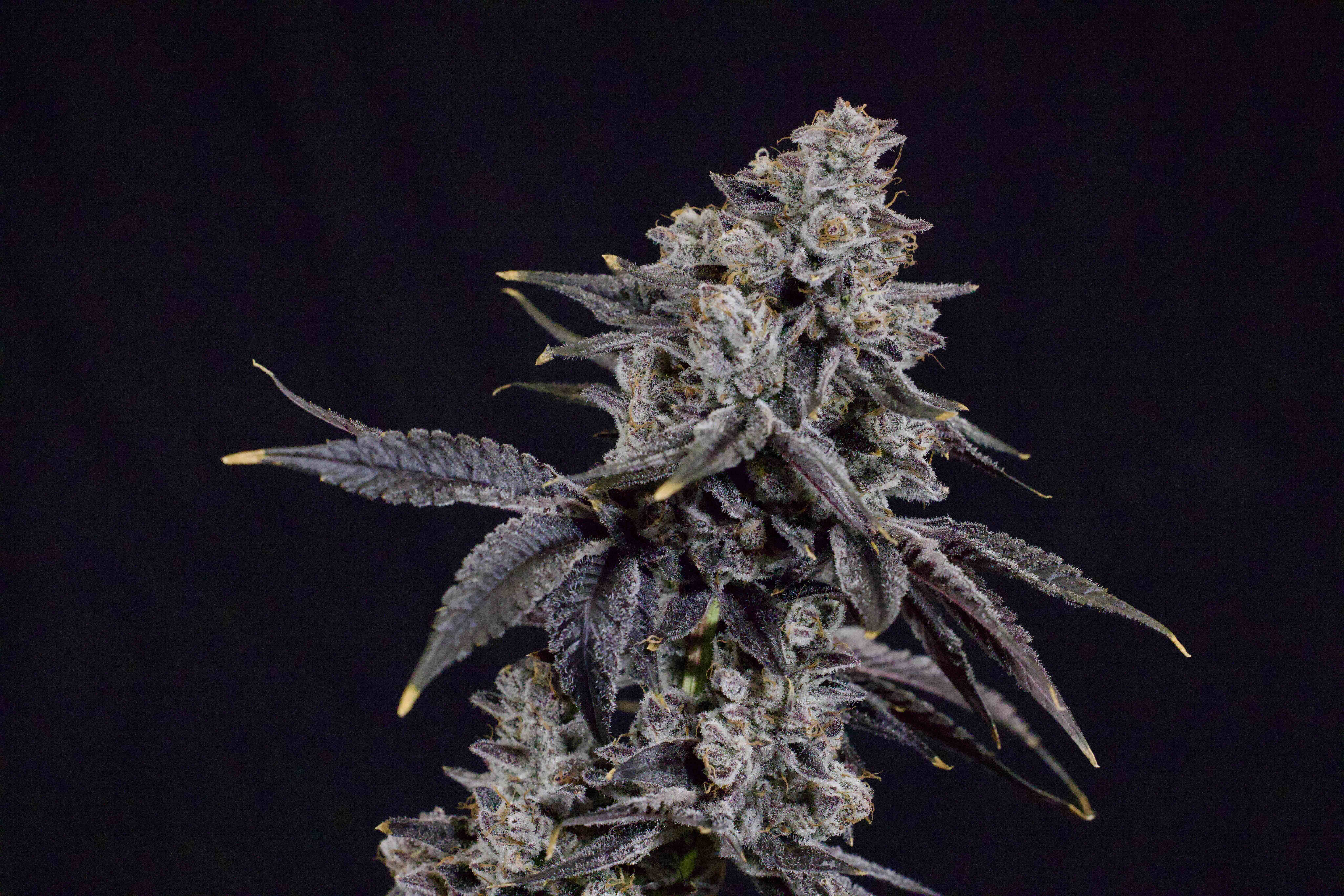 KAY | 3.5G