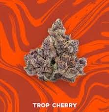 VIVID PRE-PACK FLOWER TROP CHERRY (S/H) 3.5G