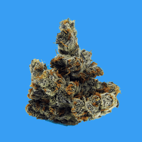 BUOYANT BOB PRE-PACK FLOWER WINTER SUNSET #4 (I/H) 3.5G