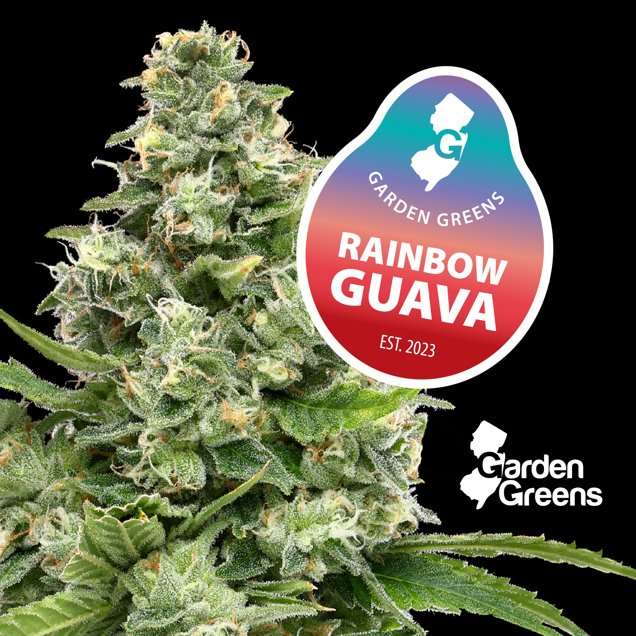 RAINBOW GUAVA