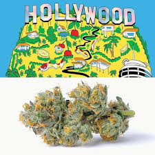 HOLLYWOOD | - 7 g