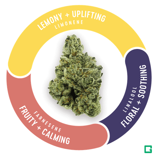 RAINBOW GUAVA #5| PREROLL 5 PK - 2.5 g