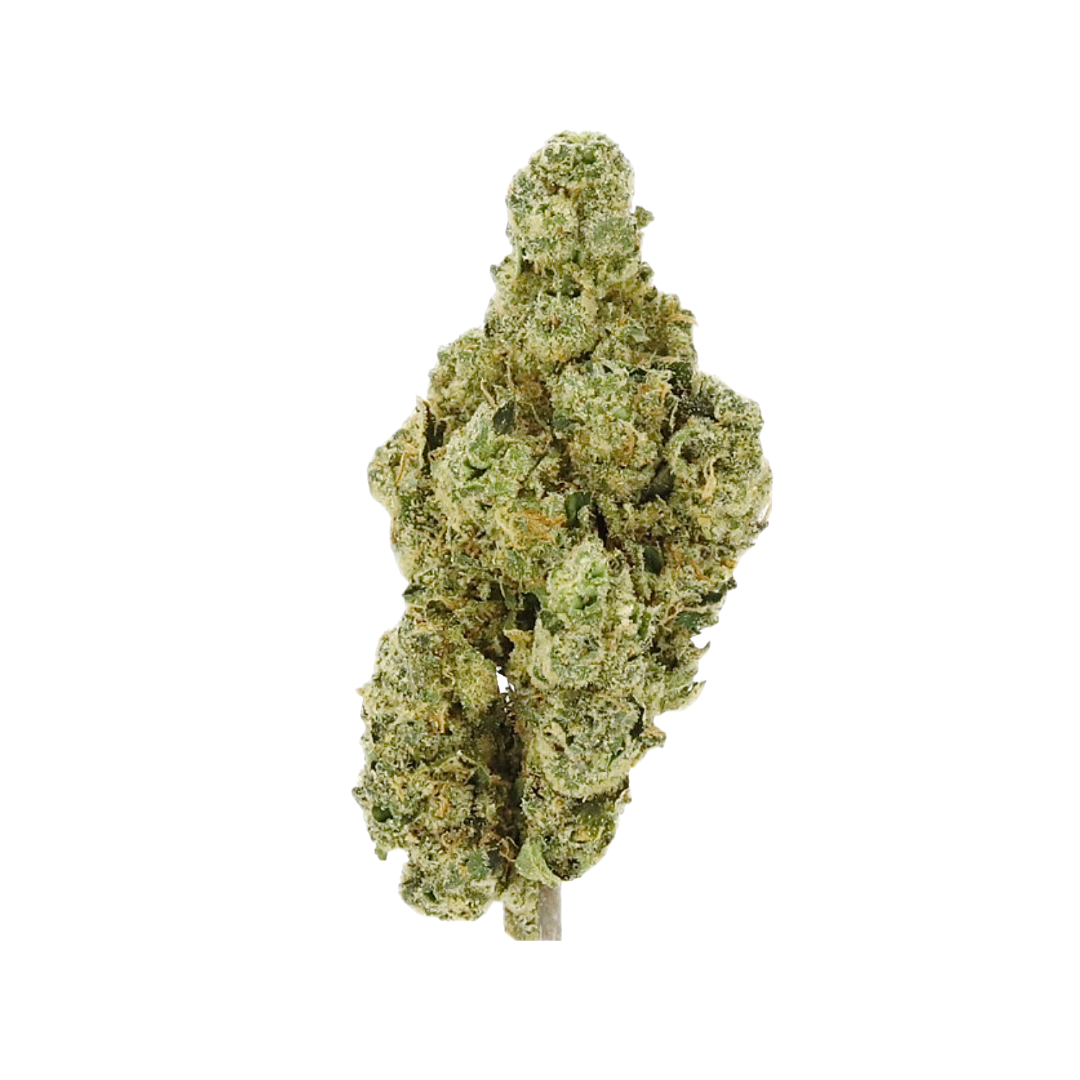 State Flower — HEADBAND