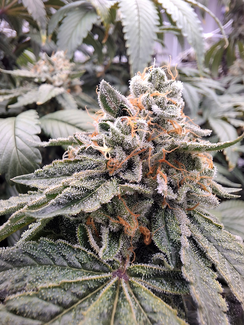 TK Headband 3.5G Flower - 3.5 g