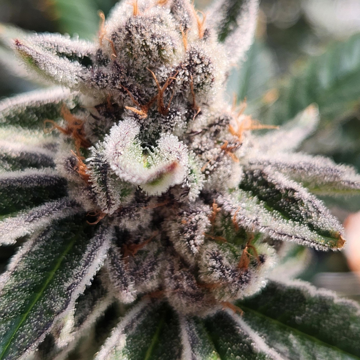 El Chivo #5 - 3.5 g