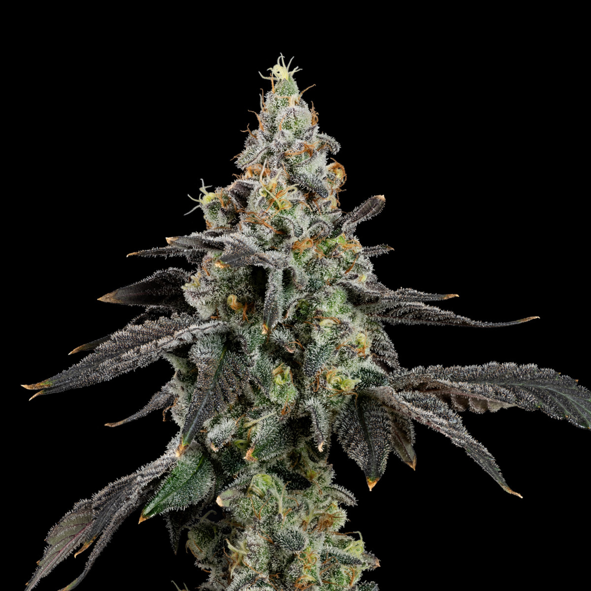 Space runtz | Smalls - 3.5 g