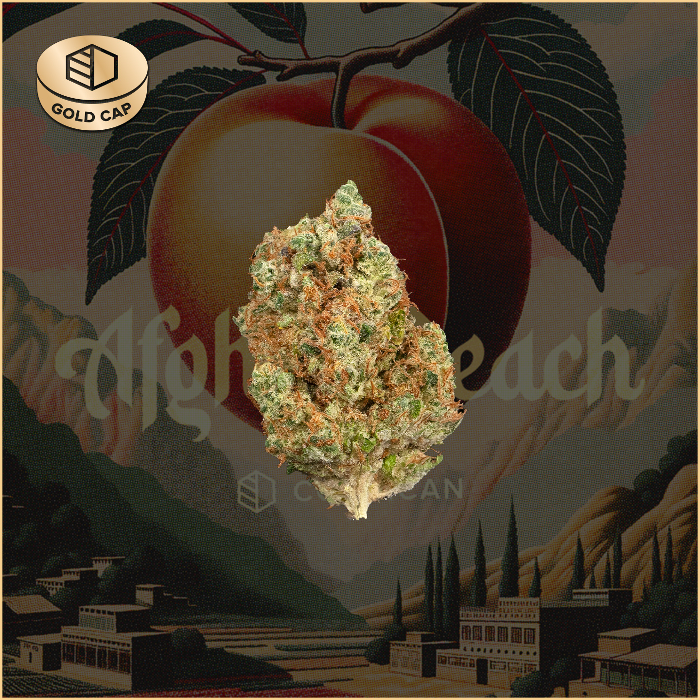 AFGHAN PEACH