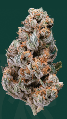 Pura Vida - 3.5 g