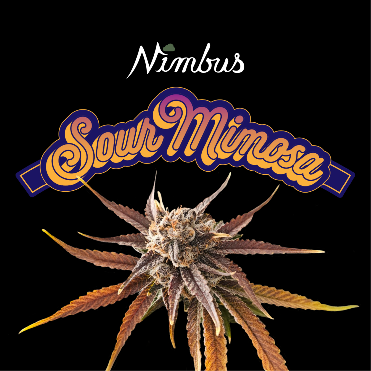 Sour Mimosa - 3.5 g