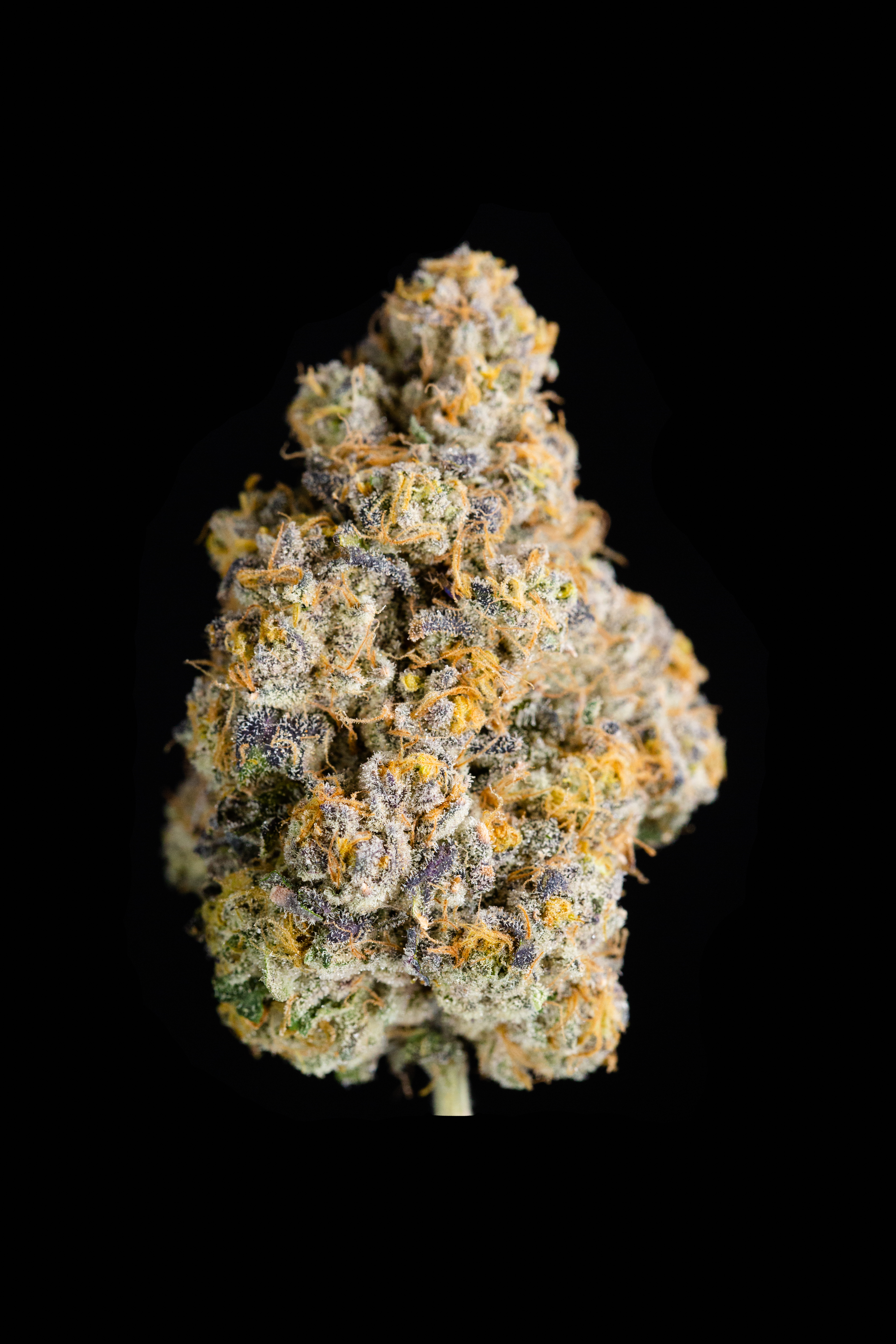 Alchemy | Cape White Shark - 14g smalls