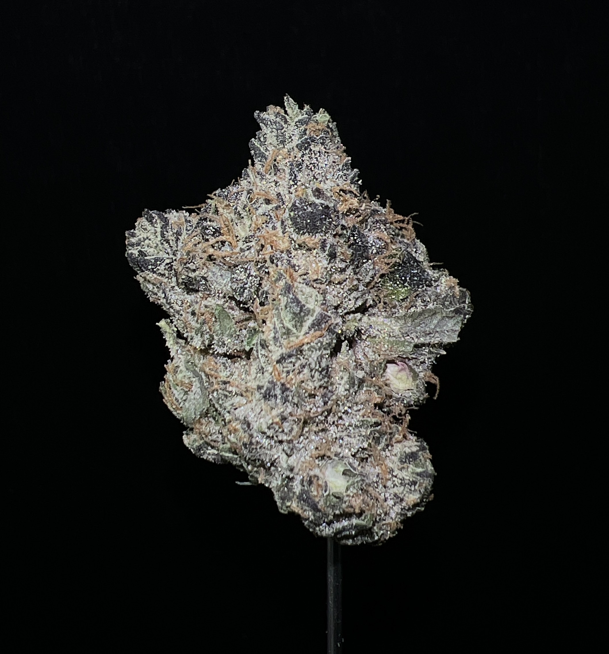 Quattro Kush F3 x Zweet Inzanity - 3.5 g